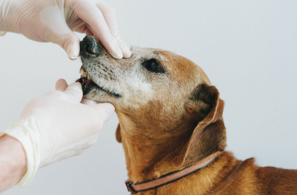 Edad avanzada - PETFOOD MEDIA